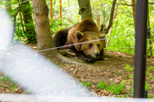  Парка на танцуващите мечки в Белица, подходящ за посещение по време на почивка в района на Банско