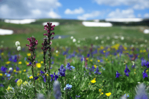 цветя и билки в Пирин планина